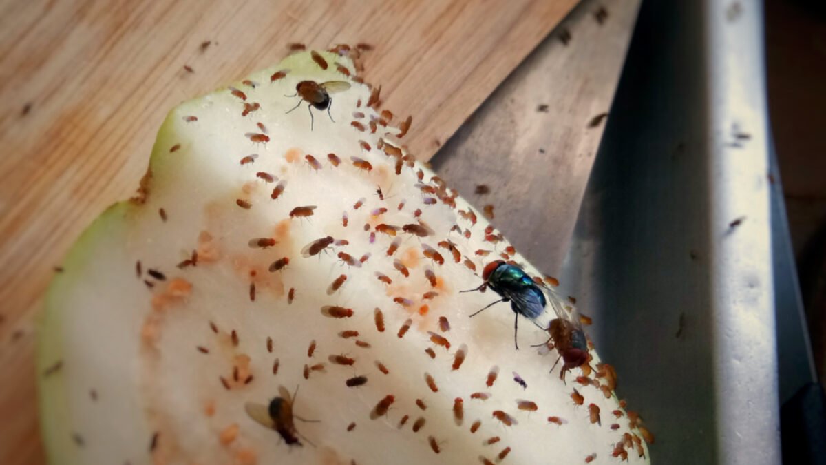 Tieto 3 zložky máte doma a spolu dokážu zázraky. Rozlúčte sa so škodcami nadobro!
