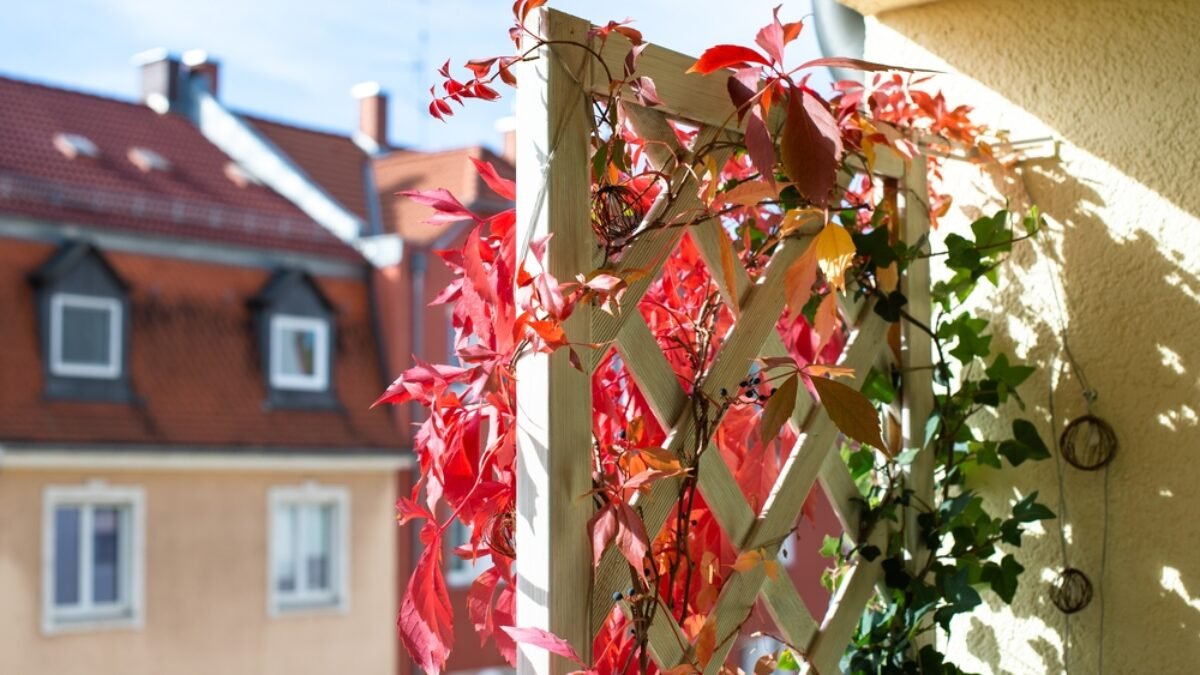Tu je 5 najkrajších popínavých rastlín na balkón. Zasaďte a užívajte si záves plný kvetov
