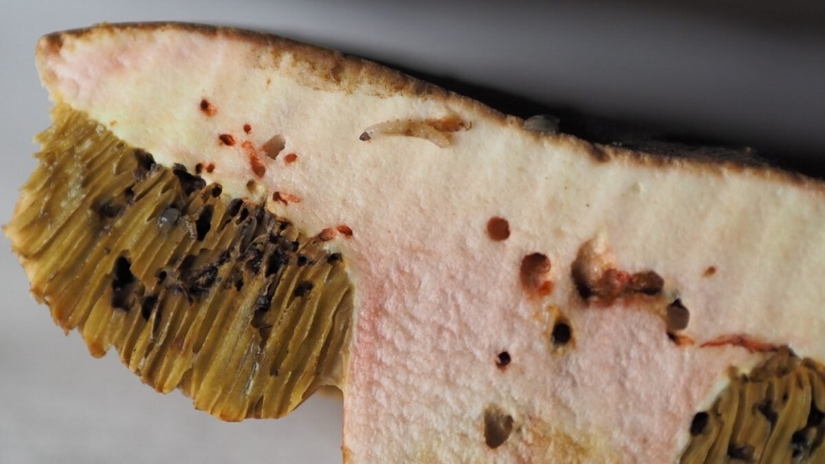 Ako zistíte, či je huba červivá? Nemusíte ju krájať – odhalí sa iným spôsobom