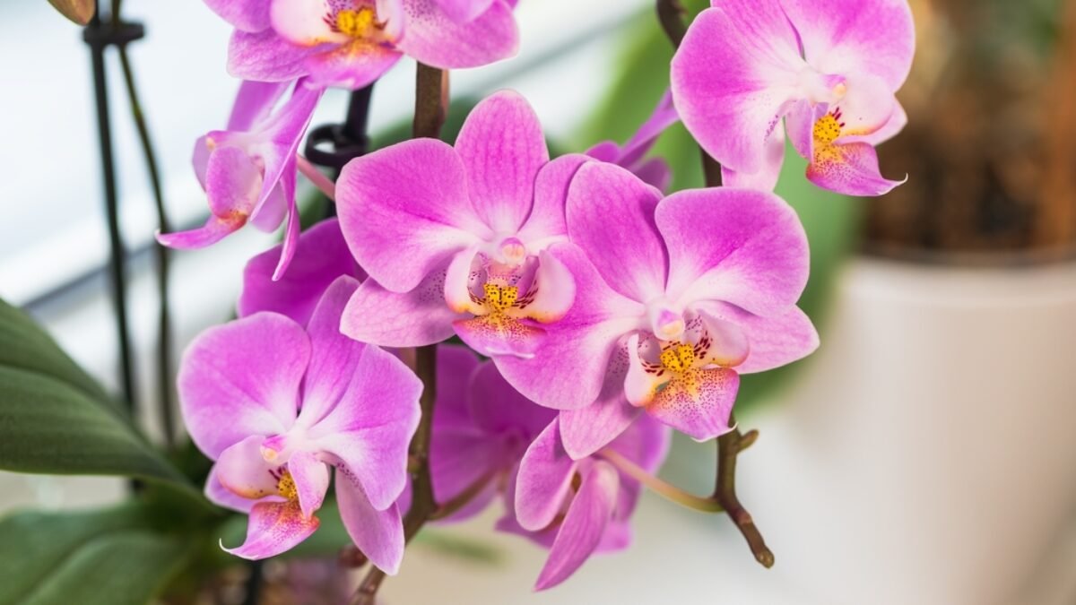 Kvitnúce orchidey? Postarajte sa o tieto 4 veci a budú opäť kvitnúť