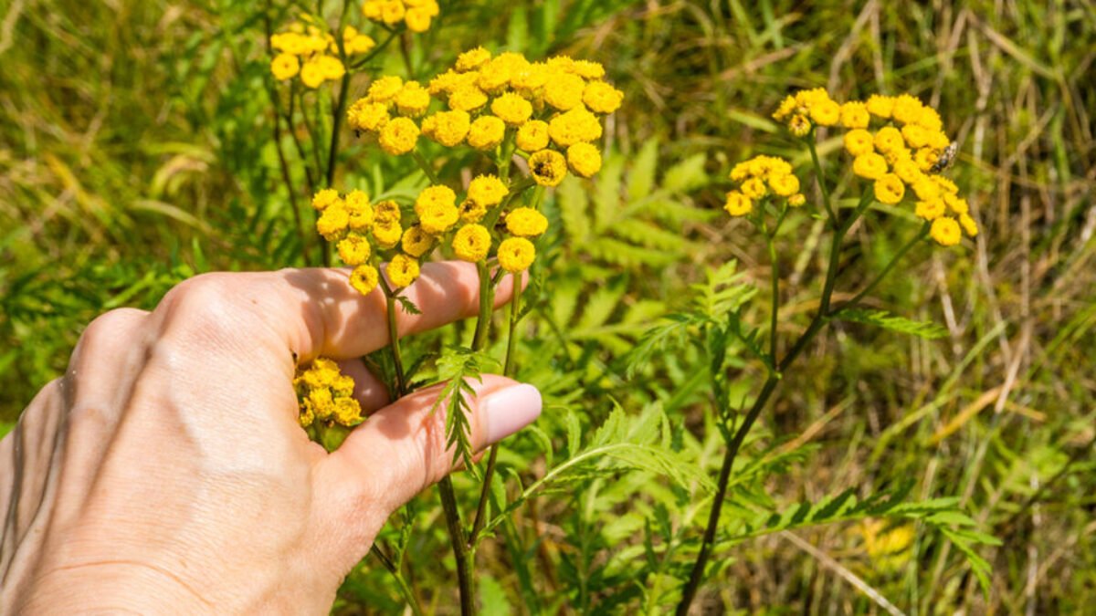 Funguje dobre ako vývar, alebo len zavesená. Táto rastlina účinne chráni pred komármi, kliešťami a inými škodcami