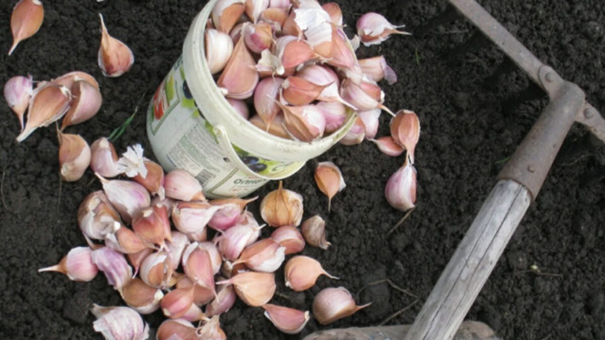 Podľa lunárneho kalendára sú v tomto roku na zimnú výsadbu CIBULE a CESNAKU najvhodnejšie tieto dátumy!
