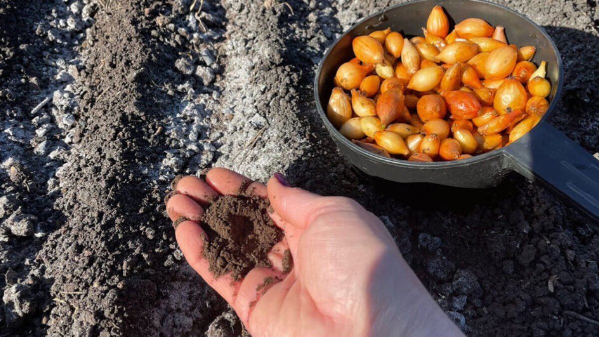 Skúsení záhradníci radia: Zasaďte si cibuľu takto a vaša úroda bude bohatšia ako inokedy