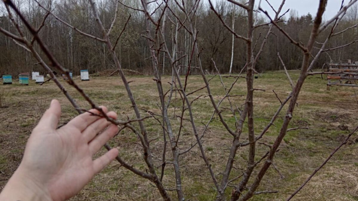Najlepšie jesenné hnojivo na slivky. Takto pripravíme stromček na zimu a zvýšime úrodu na budúci rok