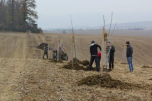 Výzva WWF Slovensko pre obce a mestá k výsadbe drevín