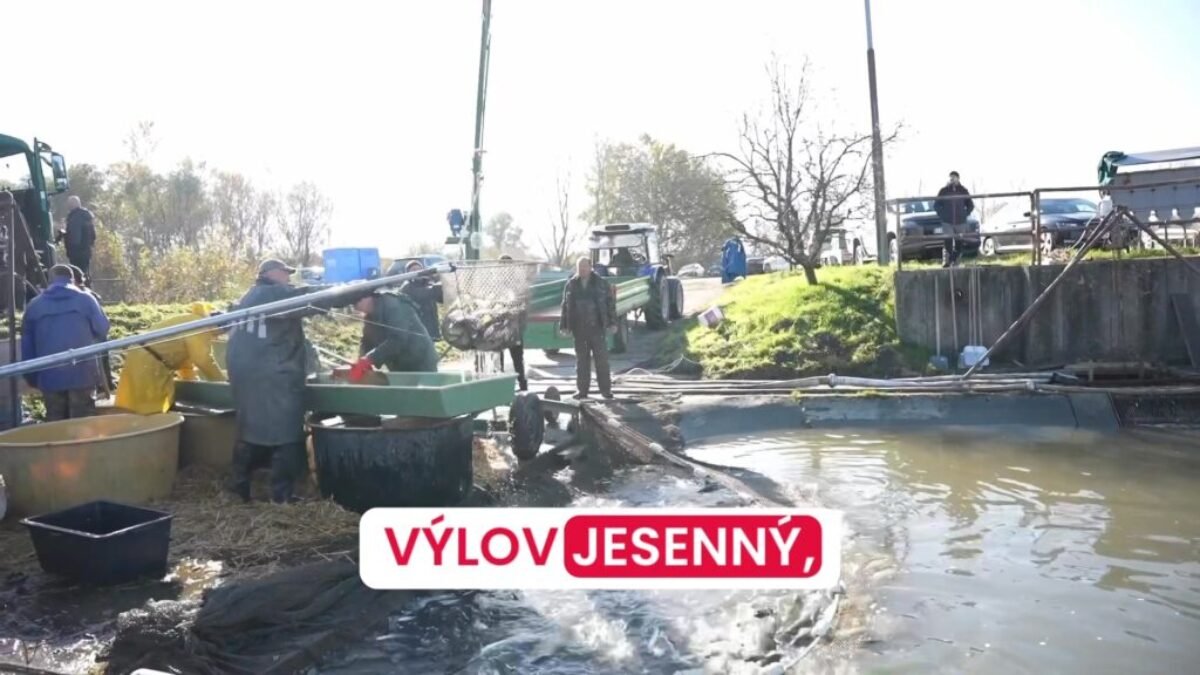 SLOVENSKÉ RYBY NA KAŽDÝ STÔL 

Na slovenských rybníkoch v týchto dňoch prebieha výlov, ktorým sa zabezpečia čerstvé a kvalitné ryby pre obchody aj domácnost…