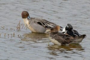 Košická zoologická záhrada bude zatvorená až do odvolania, potvrdil sa v nej prí...