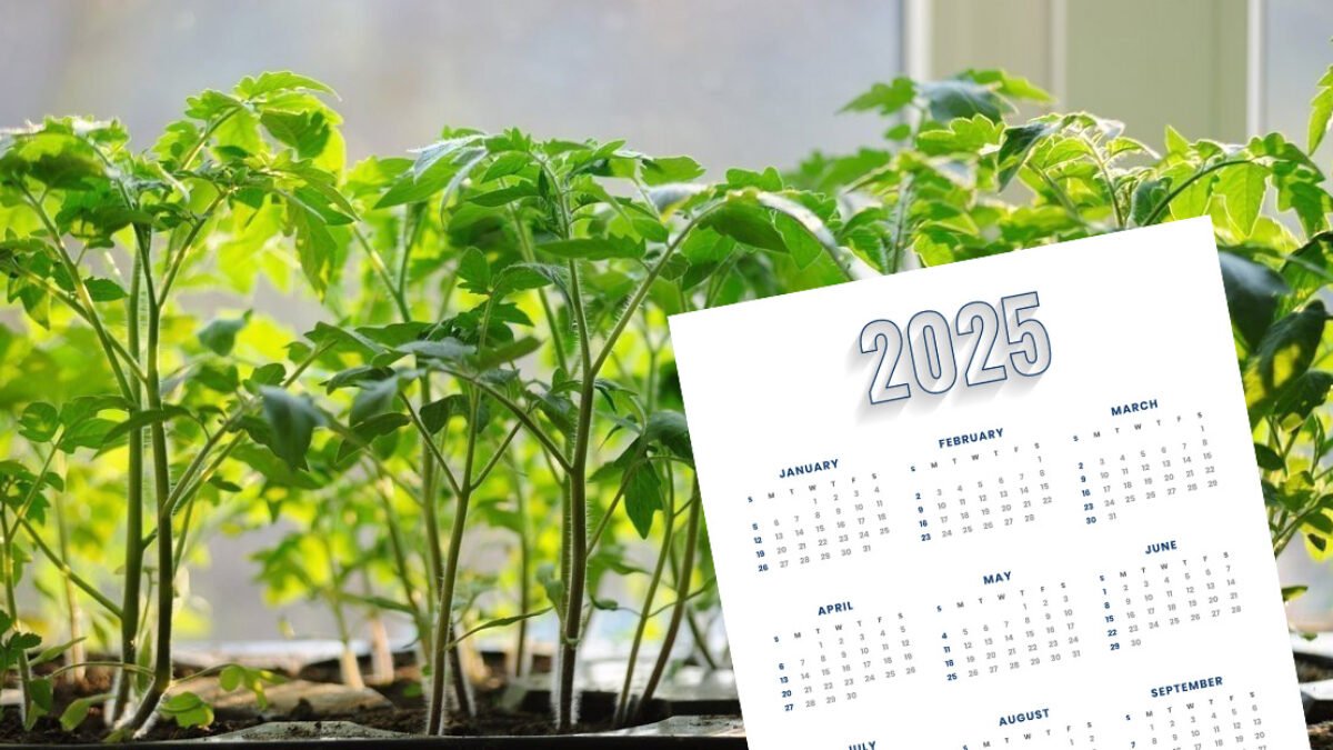 Kedy VYSIAŤ semená PARADAJOK na pestovanie sadeníc v roku 2025. Veľkým pomocníkom nám bude LUNÁRNY KALENDÁR