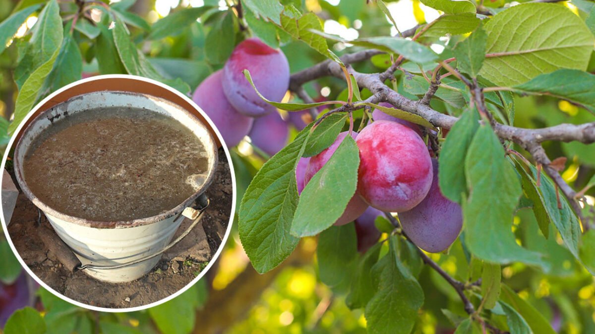 Pripravte si perfektné DOMÁCE hnojivo. Včasné a správne prihnojenie je kľúčom k bohatej úrode sliviek