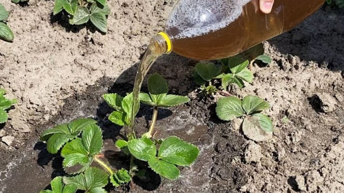 Tieto domáce hnojivá na jahody určite vyskúšajte! Za vašu láskavosť sa vám odvďačia BOHATOU úrodou