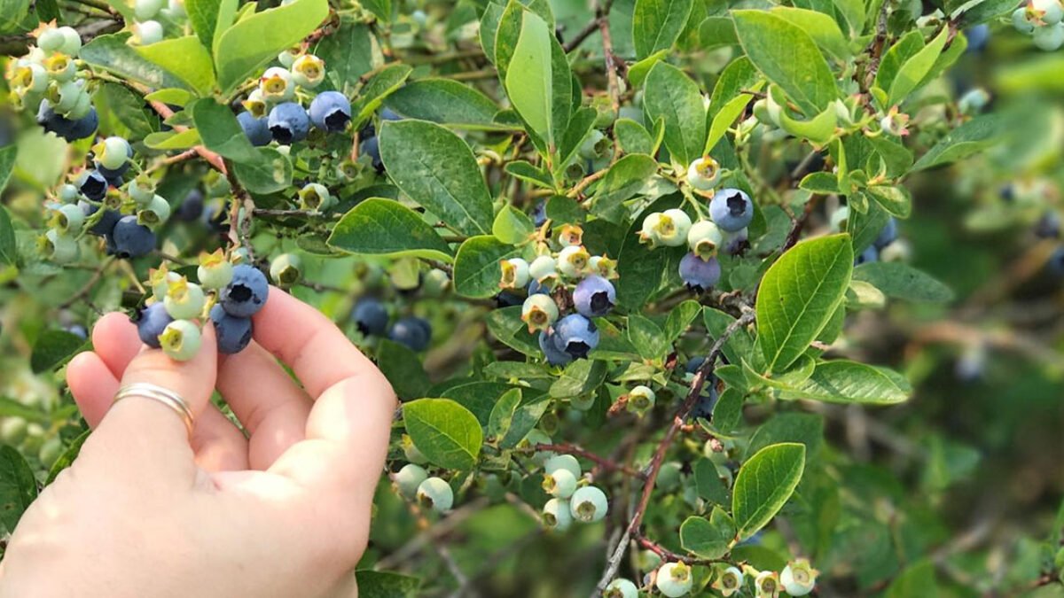 Robíte jednu veľkú chybu! Fantastické hnojivo pre kanadské čučoriedky pravdepodobne denne vyhadzujete do koša