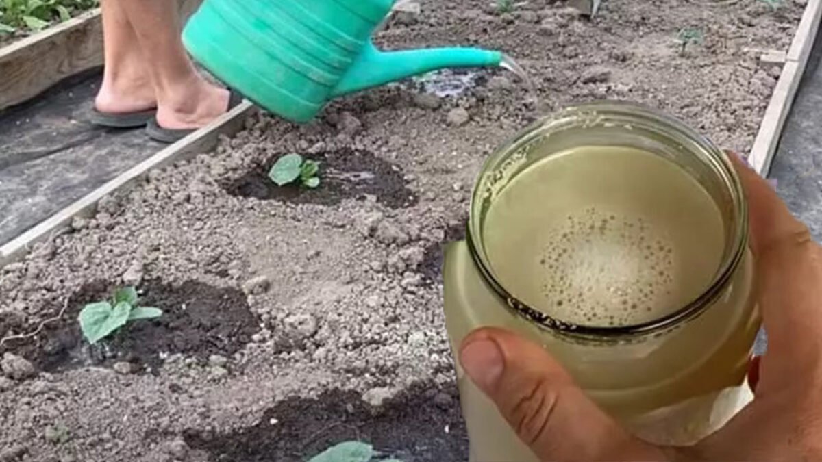 Zaliala som uhorky týmto domácim zázrakom – začali mi rásť doslova pred očami. Poznačte si tento recept