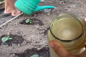 Zaliala som uhorky týmto domácim zázrakom – začali mi rásť doslova pred očami. P...