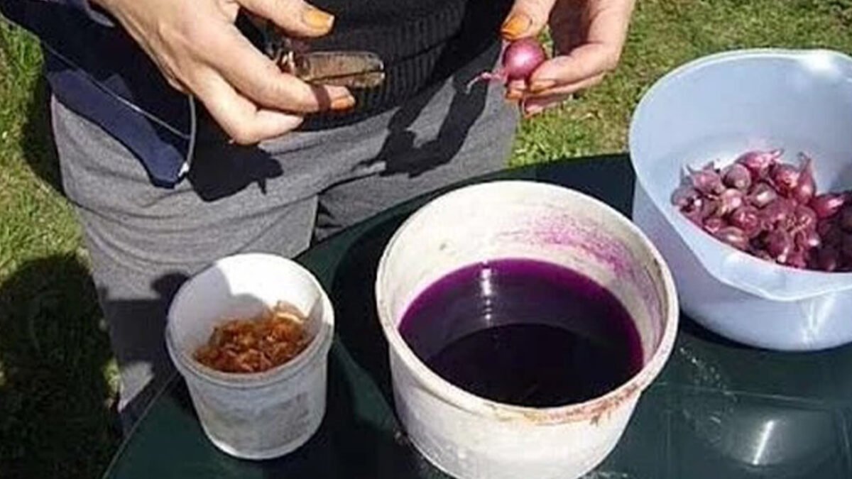 Odhalil som tajomstvo bohatej úrody CIBULE! Spočíva v tomto jednoduchom TRIKU, ktorý treba spraviť pred výsadbou
