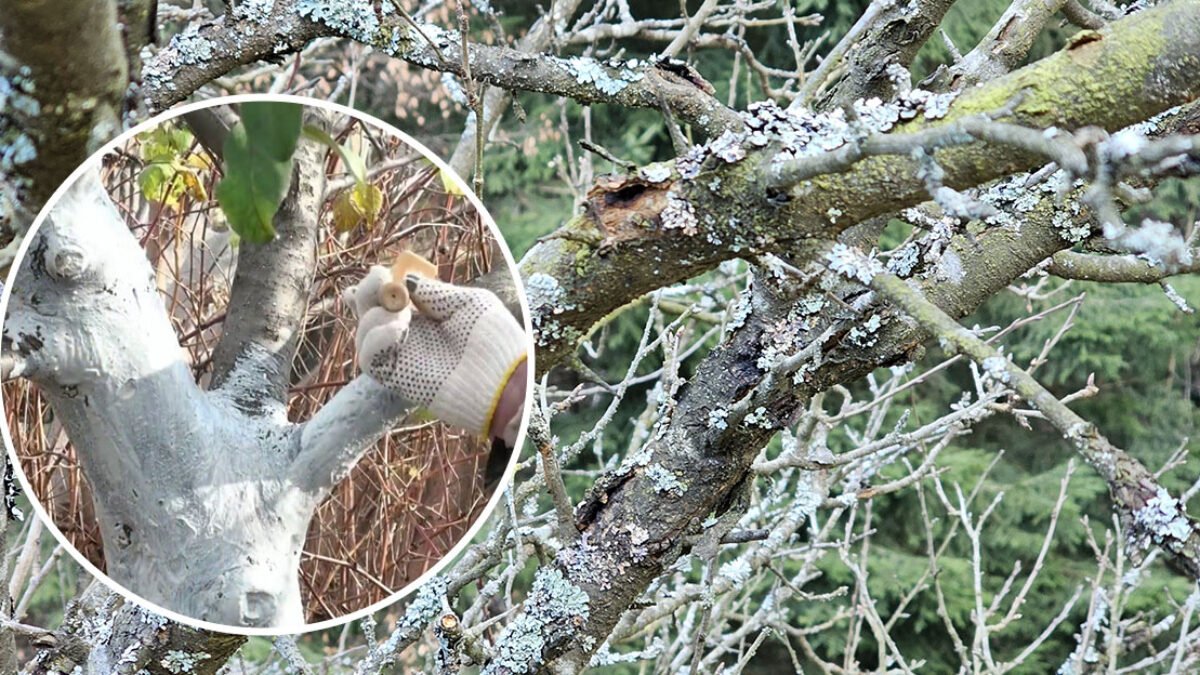 zmiešajte tieto tri veci a zbavte vaše ovocné stromy machov a lišajníkov! tento trik je perfektne jednoduchý Zmiešajte tieto tri veci a zbavte vaše ovocné stromy machov a lišajníkov! Tento trik je perfektne jednoduchý