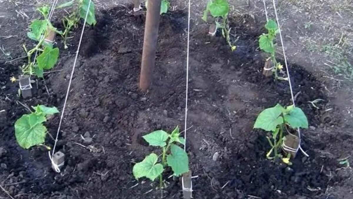 Praktický spôsob vyväzovania uhoriek ma naučila moja svokra. Uľahčí zber a poskytne dostatok priestoru pre maximálnu úrodu