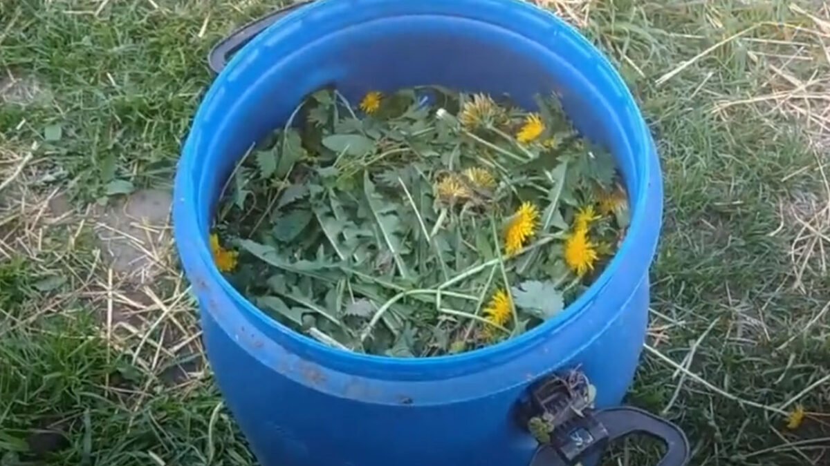 Používam ho na VŠETKY rastliny, ktoré na záhrade pestujem! Prírodné púpavové hnojivo pripravím zadarmo