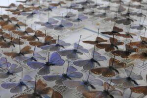Vďaka podpore FPU sa Východoslovenskému múzeu podarilo zakúpiť vzácnu entomologi...