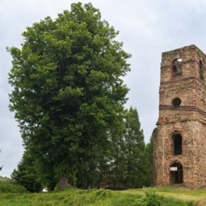 Začalo verejné hlasovanie v ankete Strom roka 2025