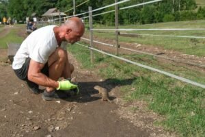 Na Muránskej planine začali letné odchyty sysľov.