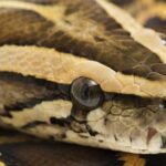 Jak je možné, že krajty stráví celou svou kořist i s kostmi? Důkladný výzkum tomu přišel na kloub