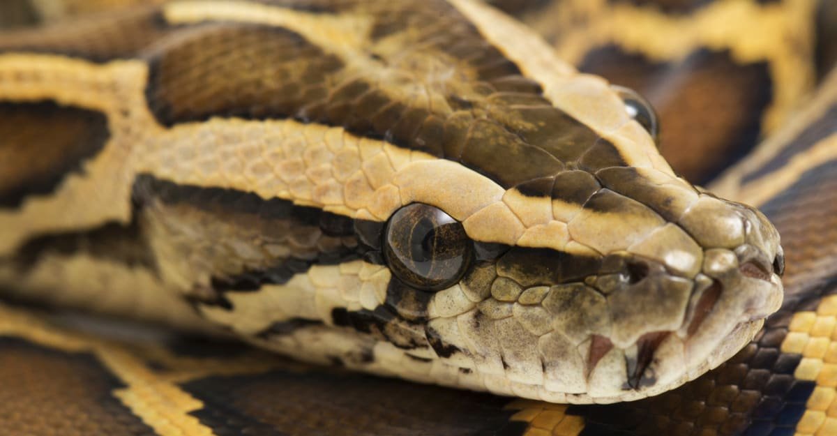 Jak je možné, že krajty stráví celou svou kořist i s kostmi? Důkladný výzkum tomu přišel na kloub