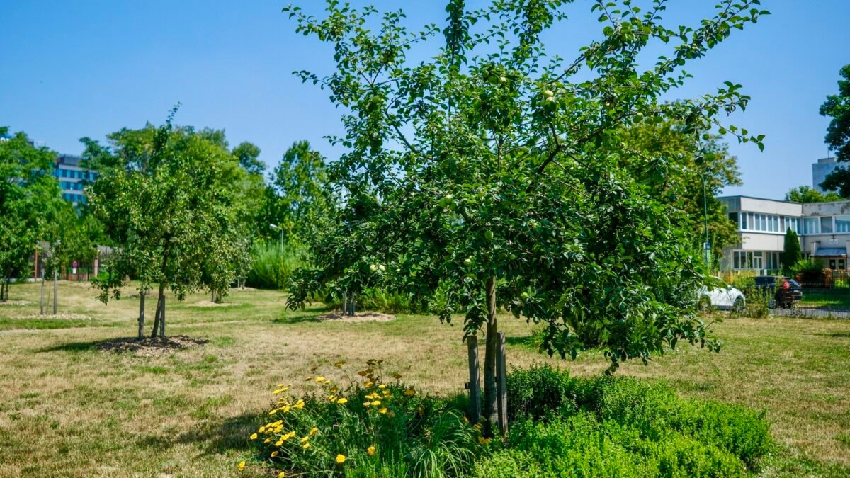 Mesto Bratislava: "Mestský ovocný sad – dobre a chutne!" Mesto Bratislava: „Mestský ovocný sad – dobre a chutne!“
