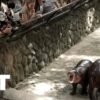 Moo Deng, známy trpasličí hroch, oslavuje prvé narodeniny s ovocnou hostinou a p...