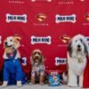 Super psi navštívili premietanie filmu ‚Superman‘ v Los Angeles