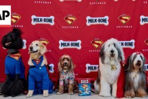Super psi navštívili premietanie filmu ‚Superman‘ v Los Angeles
