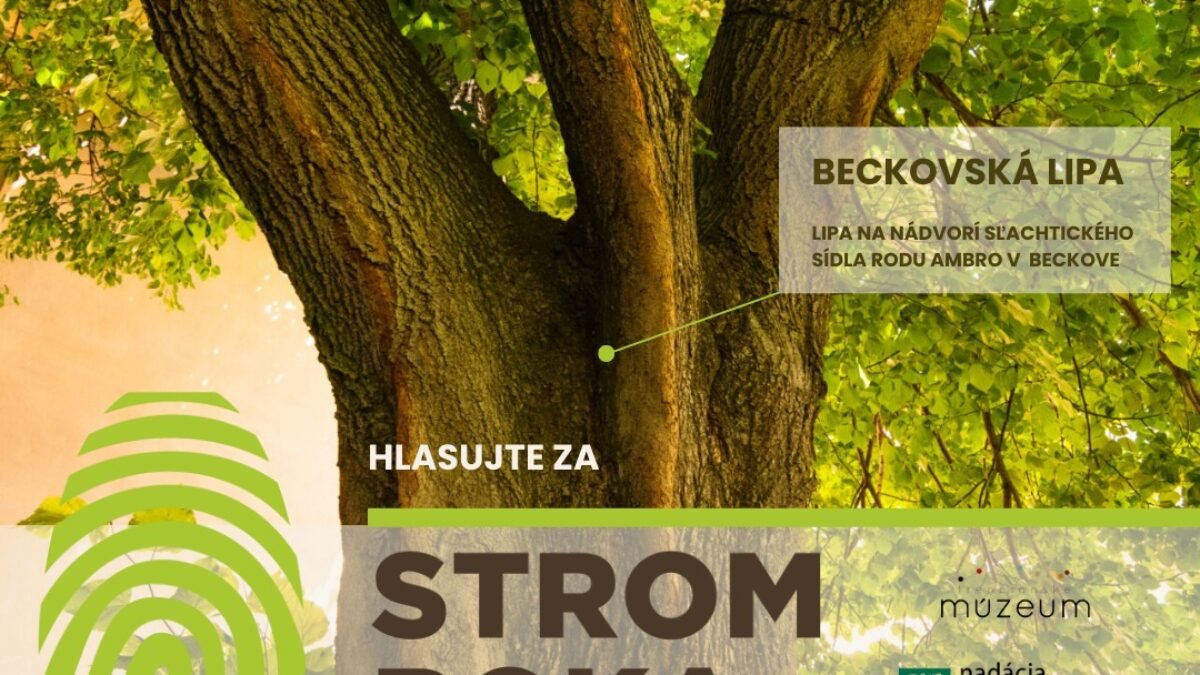 Trenčiansky hrad: Beckovská lipa – finalistka Strom roka 2025!