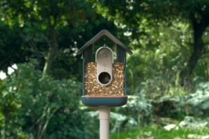 Za hranice ďalekohľadov: Odhaľte vtáčie dobrodružstvo s krmítkom Bird Buddy Pro ...