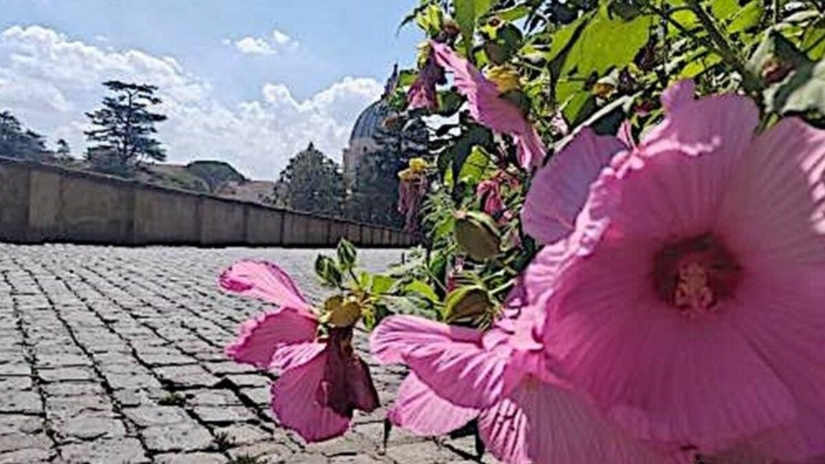 Pápež Lev XIV. bude prvýkrát sláviť svätú omšu za starostlivosť o stvorenie
