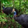 Strážcovia prastarého dažďového pralesa Daintree.