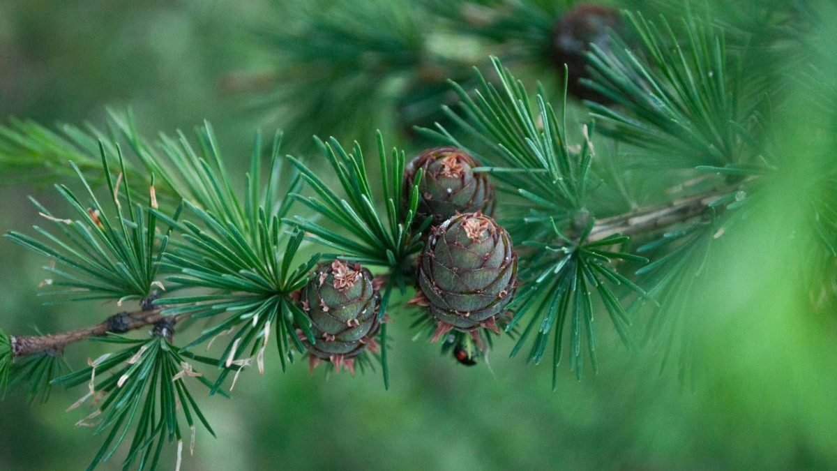 Vošky spôsobujú vysychanie smrekovca opadavého v Tatrách, upozorňujú aktivisti.