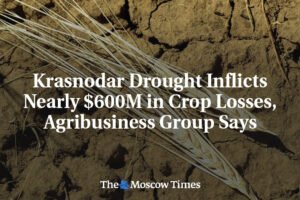 Sucho v Krasnodare spôsobilo straty na úrode takmer 600 miliónov dolárov, uviedl...