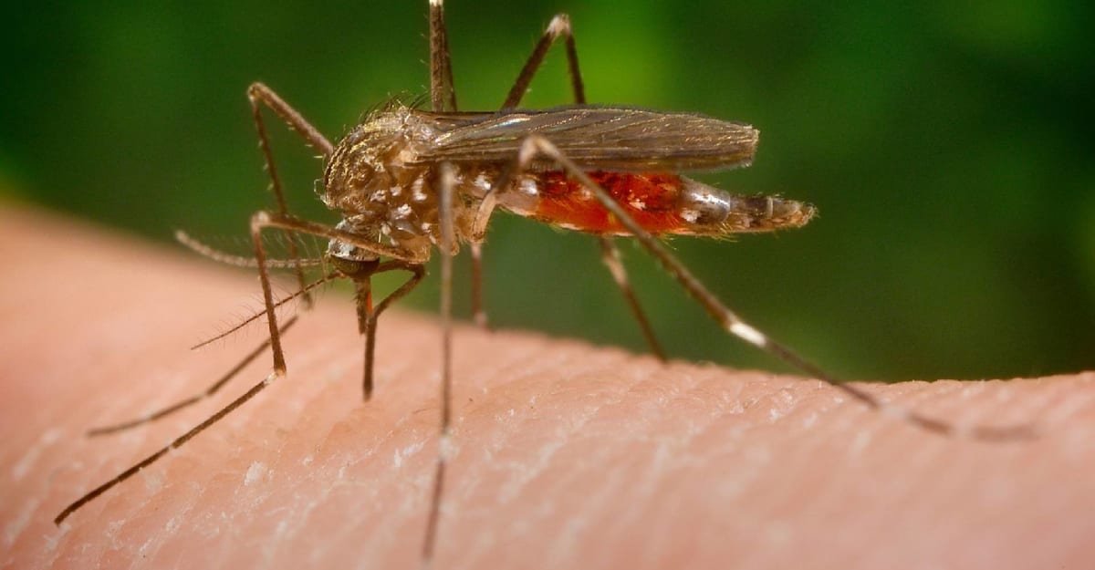 Česko obsazuje invazní komár japonský. Víme, kde se líhne i jak ho poznáte