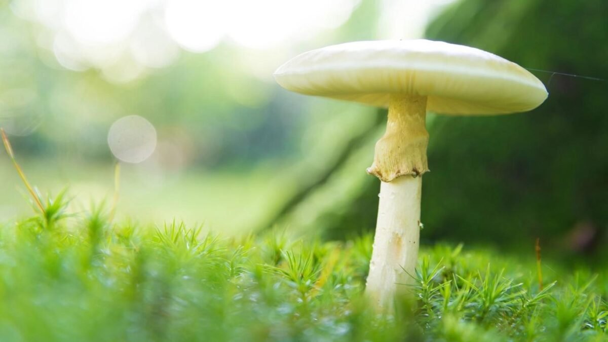 Chodíte na huby? Pozor na (ne)známy „klobúk smrti“ a jeho dvojníka. Zachrániť vás môže aktívne uhlie