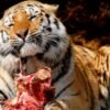 Darujte nechceného domáceho miláčika našej zoo, nakŕmime ním šelmy. Veľmi poburu...
