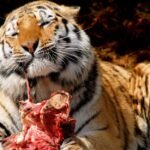 Darujte nechtěného domácího mazlíčka naší zoo, nakrmíme jím šelmy. Velmi pobuřující výzva platí i pro koně