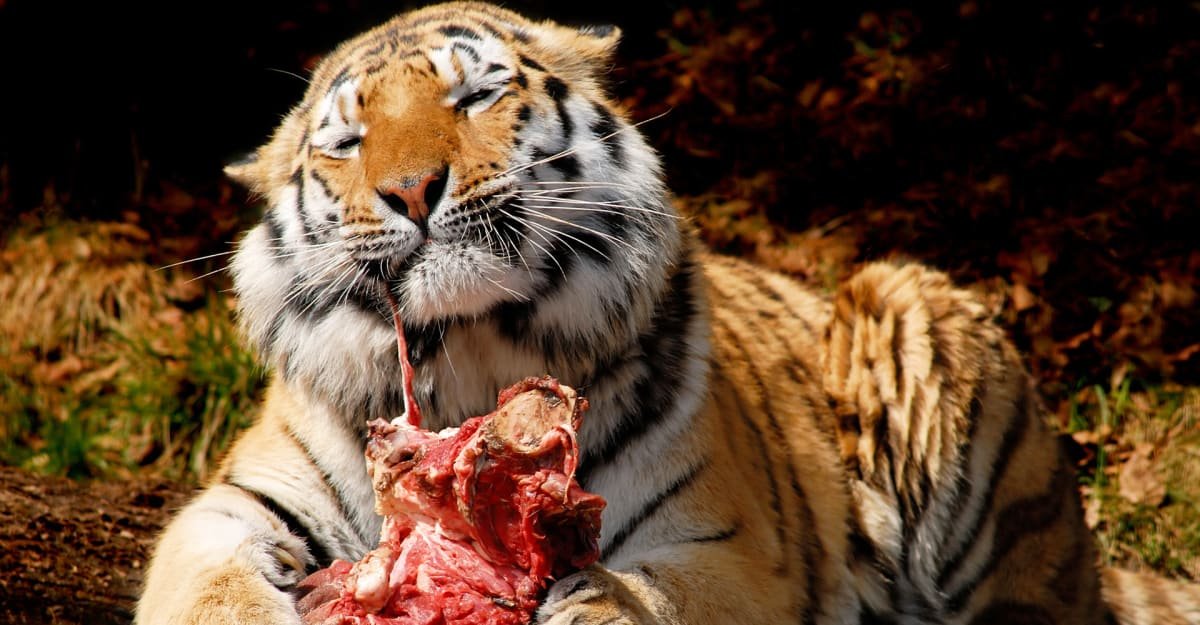 Darujte nechtěného domácího mazlíčka naší zoo, nakrmíme jím šelmy. Velmi pobuřující výzva platí i pro koně