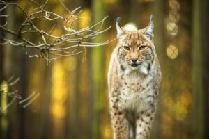 Domáce zvieratá ako potrava pre šelmy: zoo žiada o darovanie koní, morčiat i krá...