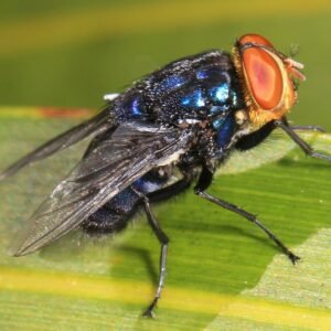 Hrôzostrašný návrat z 80. rokov. Mäsožravý parazit prvýkrát infikoval človeka v ...