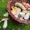 Huby, aké ste nepoznali: 4 fascinujúce zaujímavosti, ktoré prekvapia aj skúsenýc...
