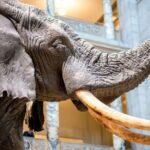 Největší suchozemské zvíře, jaké kdy člověk ulovil. Gigantický slon vážil víc než Tyrannosaurus rex