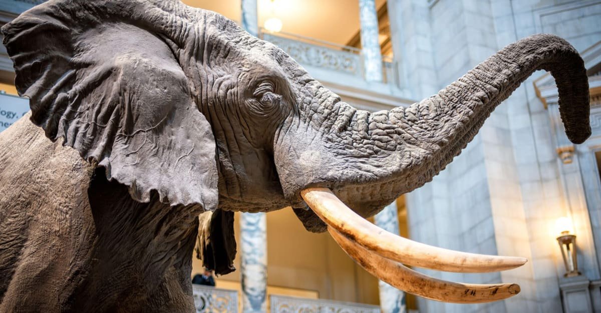 Největší suchozemské zvíře, jaké kdy člověk ulovil. Gigantický slon vážil víc než Tyrannosaurus rex