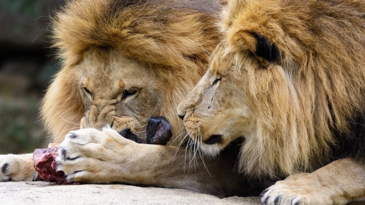 Riaditeľ zoo nakŕmil levy paviánmi s odrezanými hlavami. Okamžite prišli vyhrážky smrťou