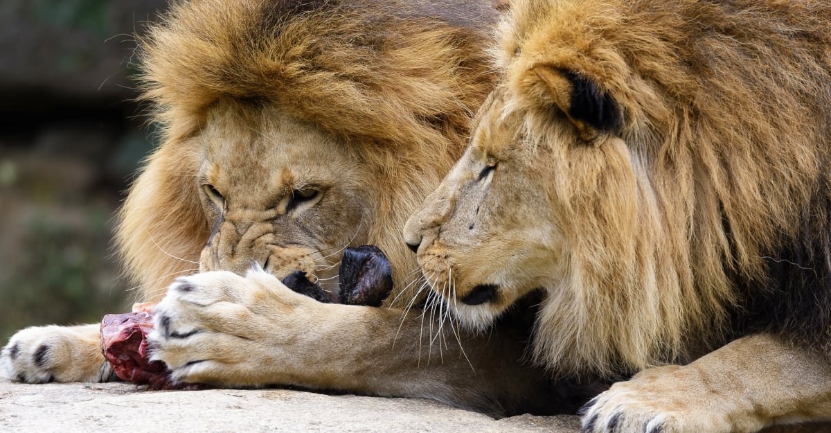 Ředitel zoo nakrmil lvy paviány s useknutými hlavami. Okamžitě přišly výhrůžky smrtí