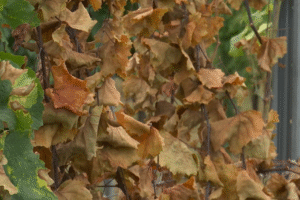 Bez ráznych krokov môžeme prísť o celé vinohrady, varujú vinári.