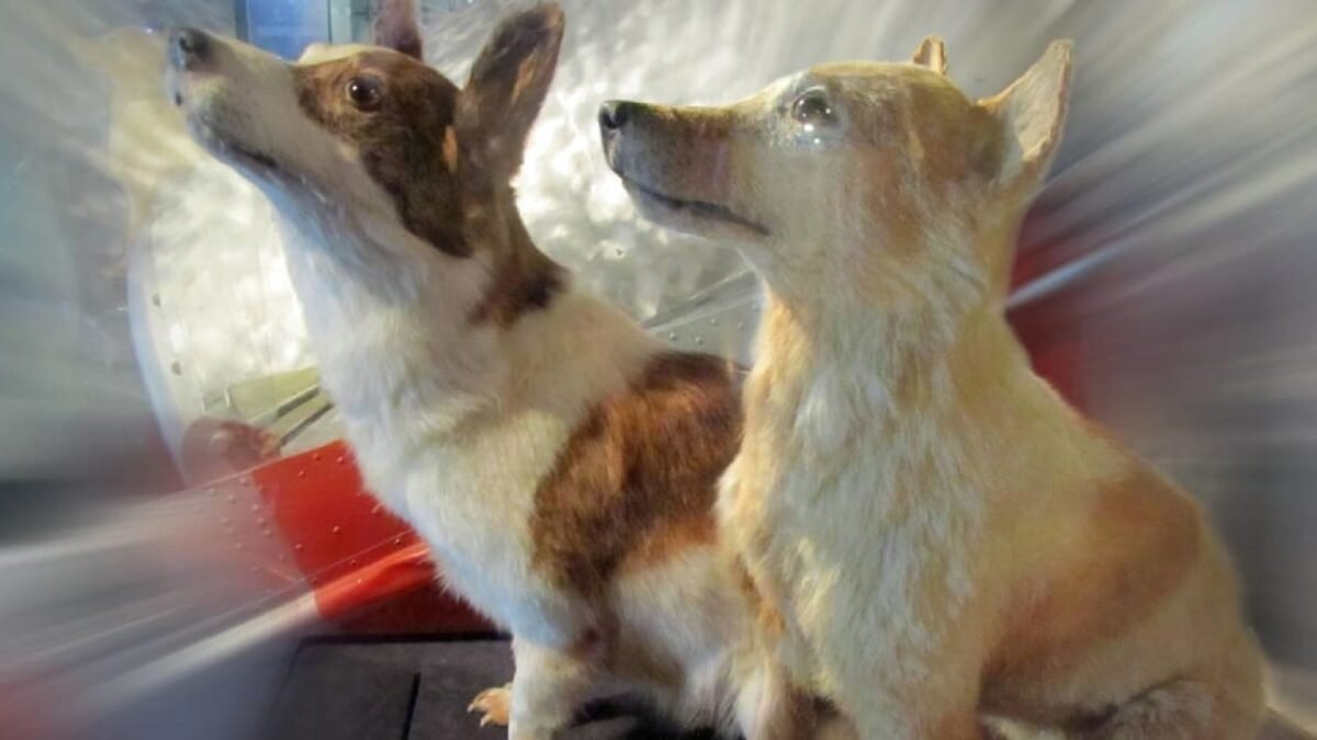 Sovieti poslali do vesmíru cez 50 psov, ako prvé sa vrátili fenky Belka a Strelka